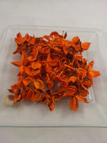 Cotton pods 40 gr. oranje